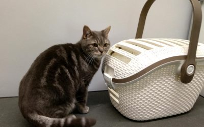 Refrein Ideaal Raad eens Blog over vachtverzorging en alles over katten - PUUR Katten